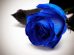 Rosa blu significato: tutto quello che devi sapere