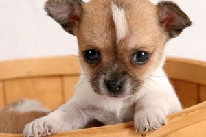 Chihuahua Nano