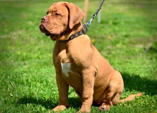 Mastino Napoletano Mastino Napoletano