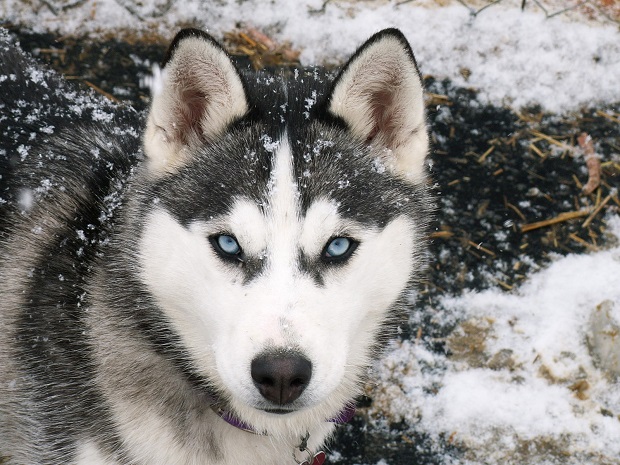 Husky Husky