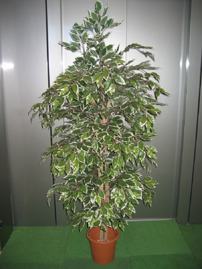 Ficus Benjamin