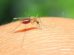 Rimedi Naturali Contro le Zanzare