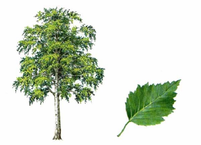 Betulla Betulla
