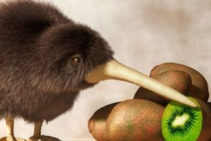 Kiwi Animale