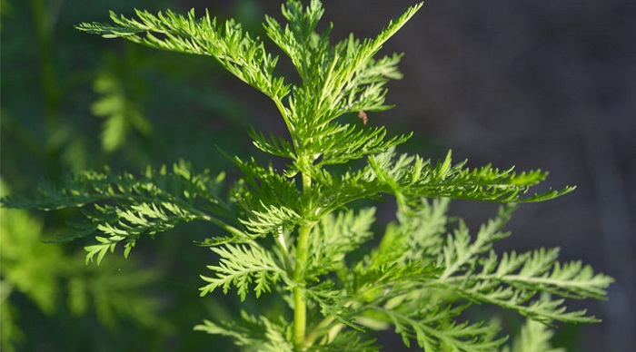 Artemisia Annua