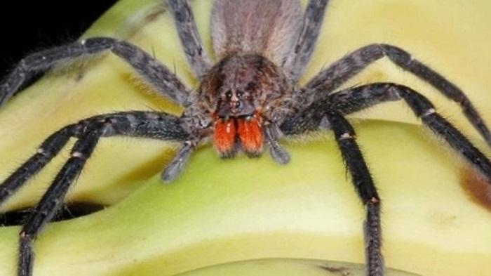 Ragno delle banane