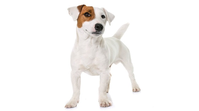 Jack Russell Carattere
