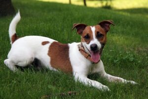 Jack Russell Carattere